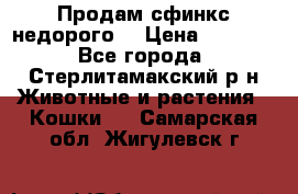 Продам сфинкс недорого  › Цена ­ 1 000 - Все города, Стерлитамакский р-н Животные и растения » Кошки   . Самарская обл.,Жигулевск г.